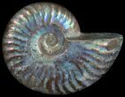 Silver Iridescent Ammonite - Madagascar #6856-1